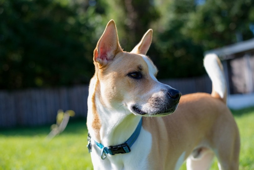 pitbull y husky