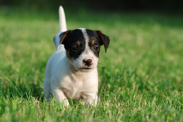 jack russell puppies for sale near me