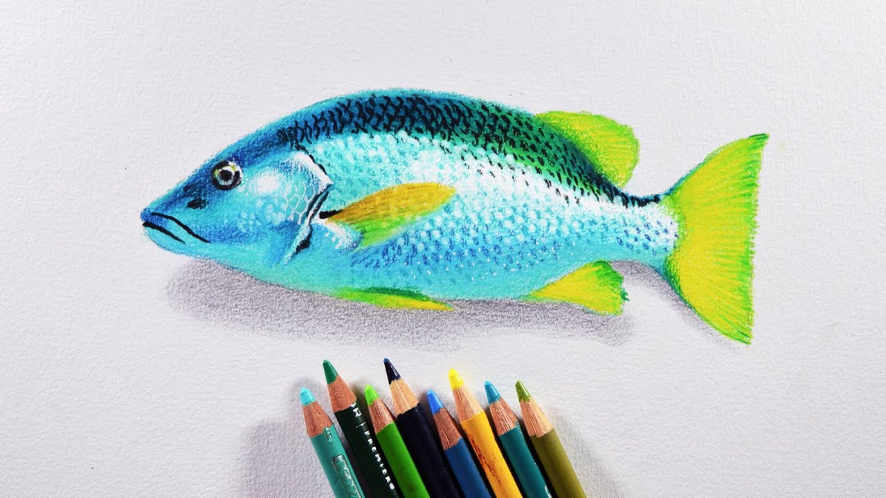 realistic fish drawing colour