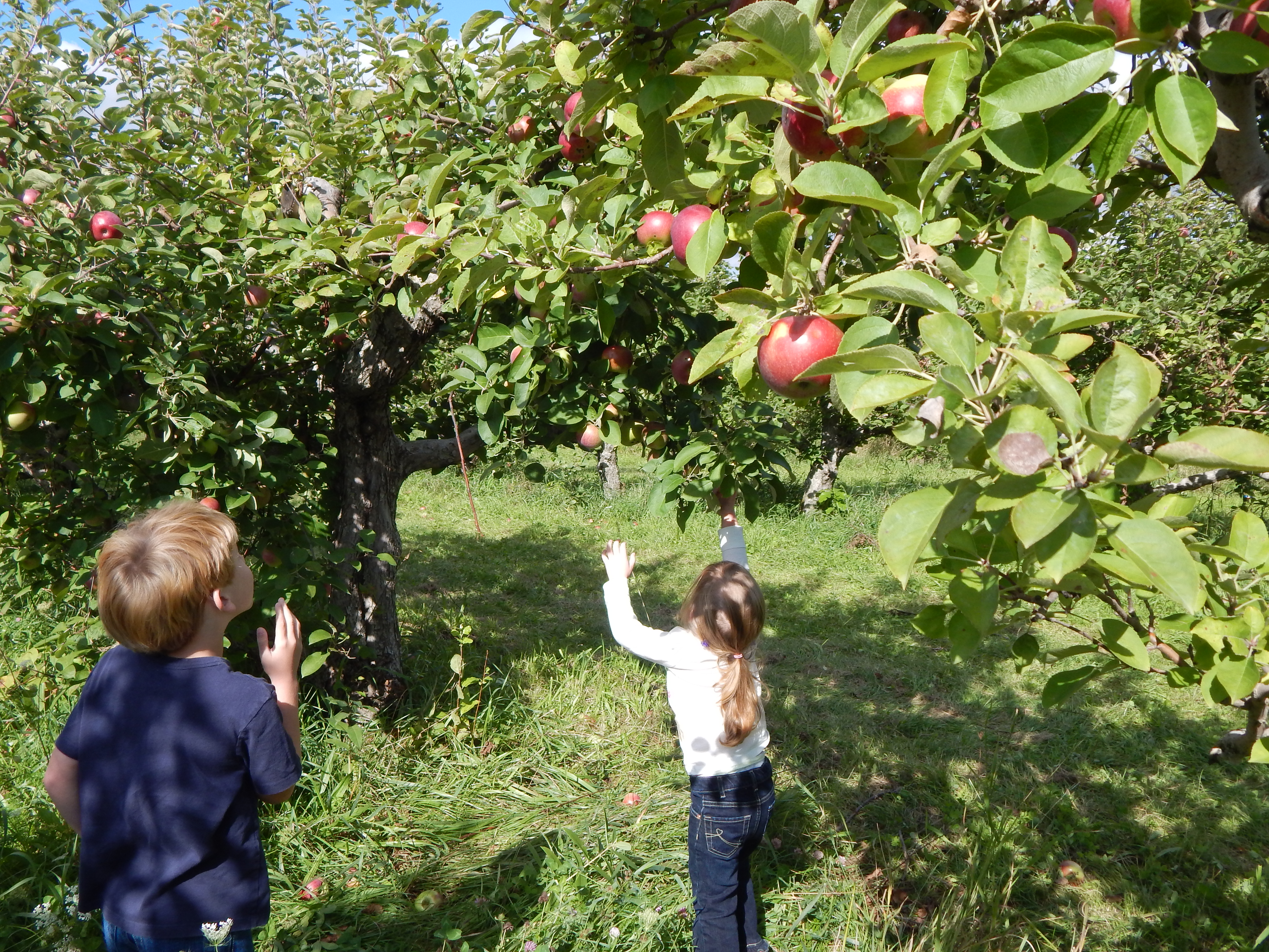 apple orchards near flint mi