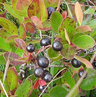 huckleberry meaning in urdu