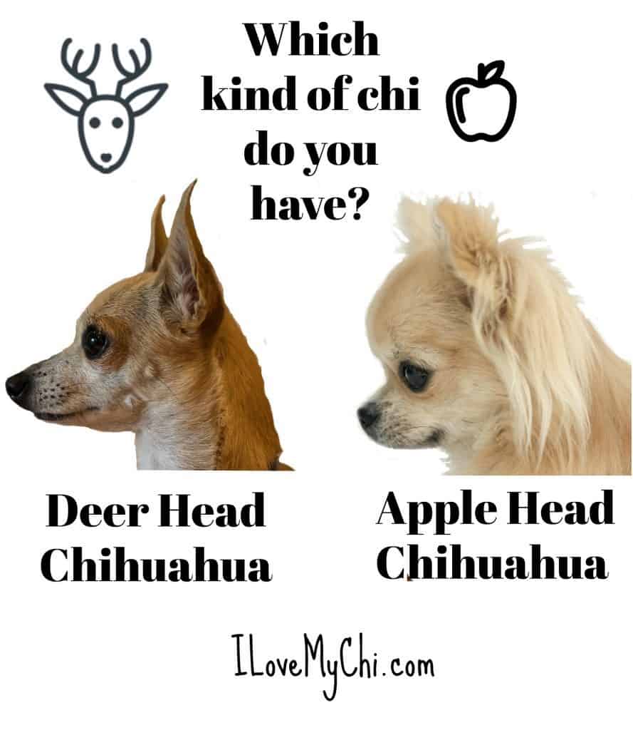 apple head vs deer head chihuahuas