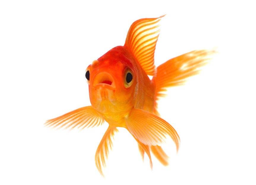 pic of a goldfish