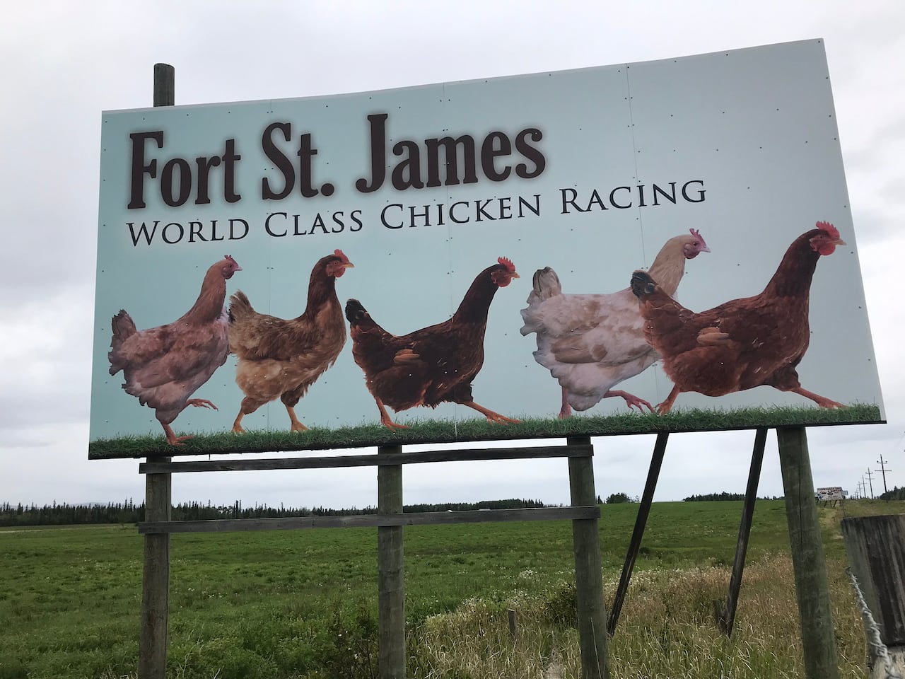 fort st james chicken races