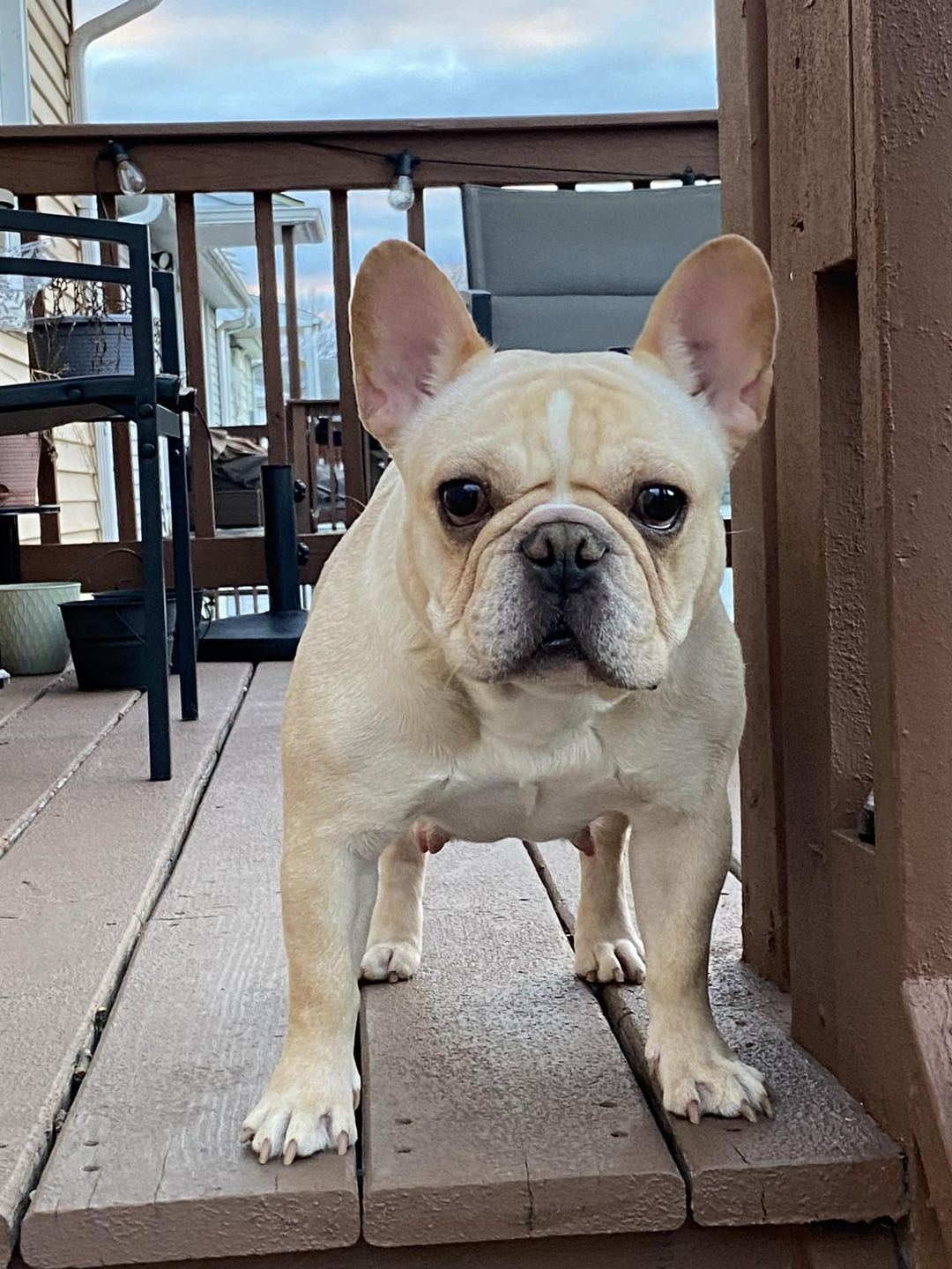 french bulldog rescue northeast