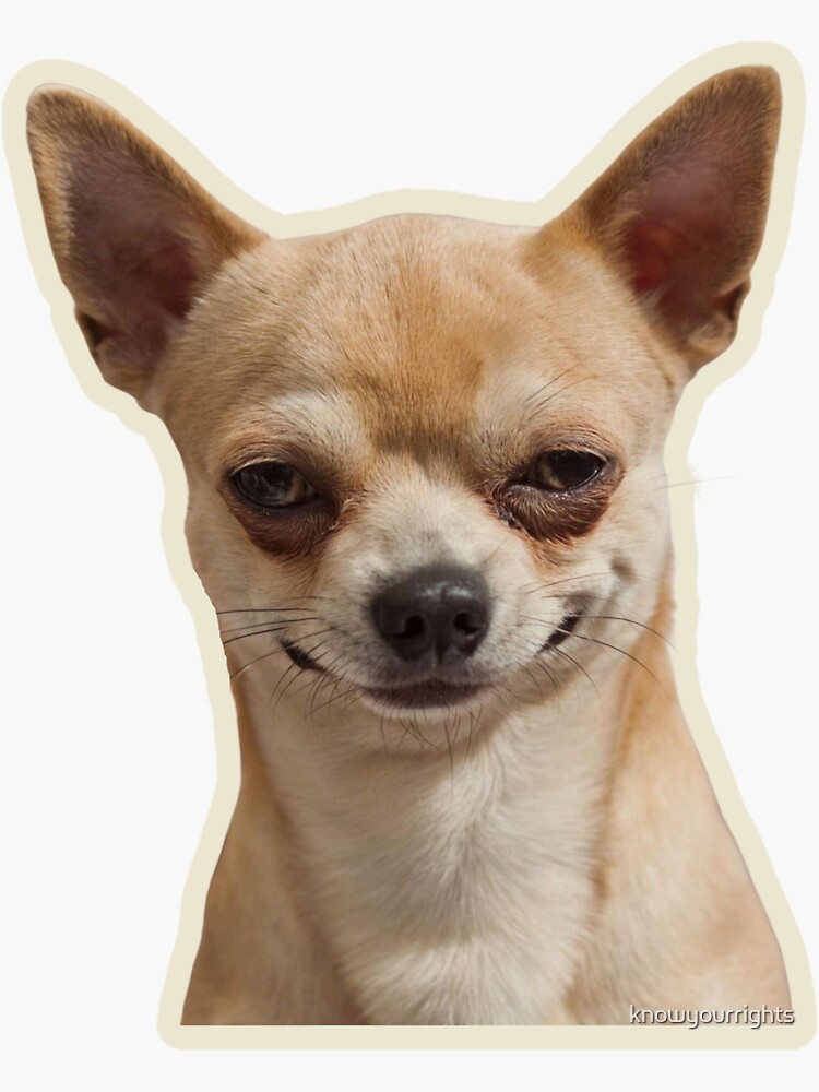 chihuahua meme