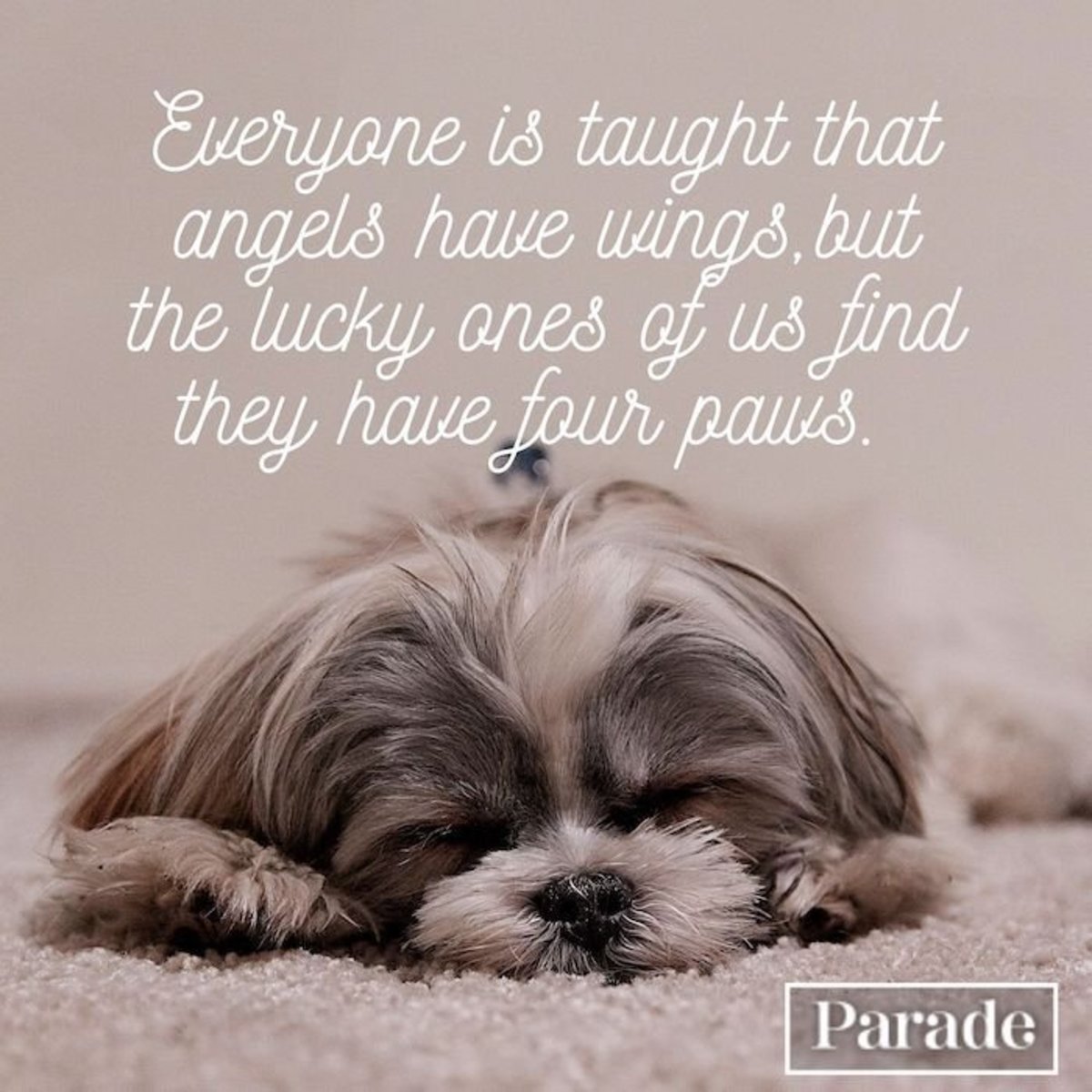 sympathy quotes for loss of dog