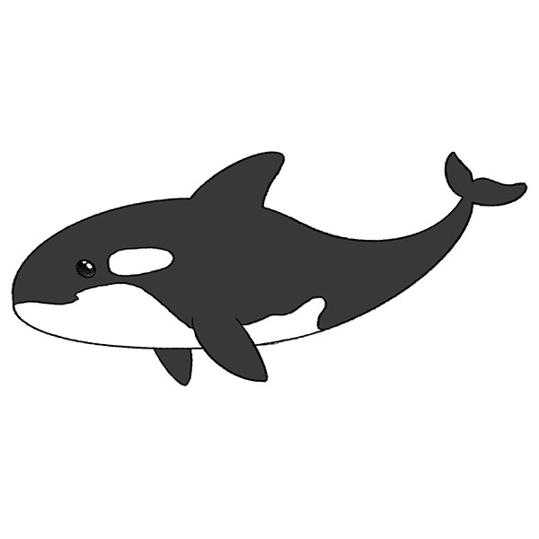 orca whale drawing