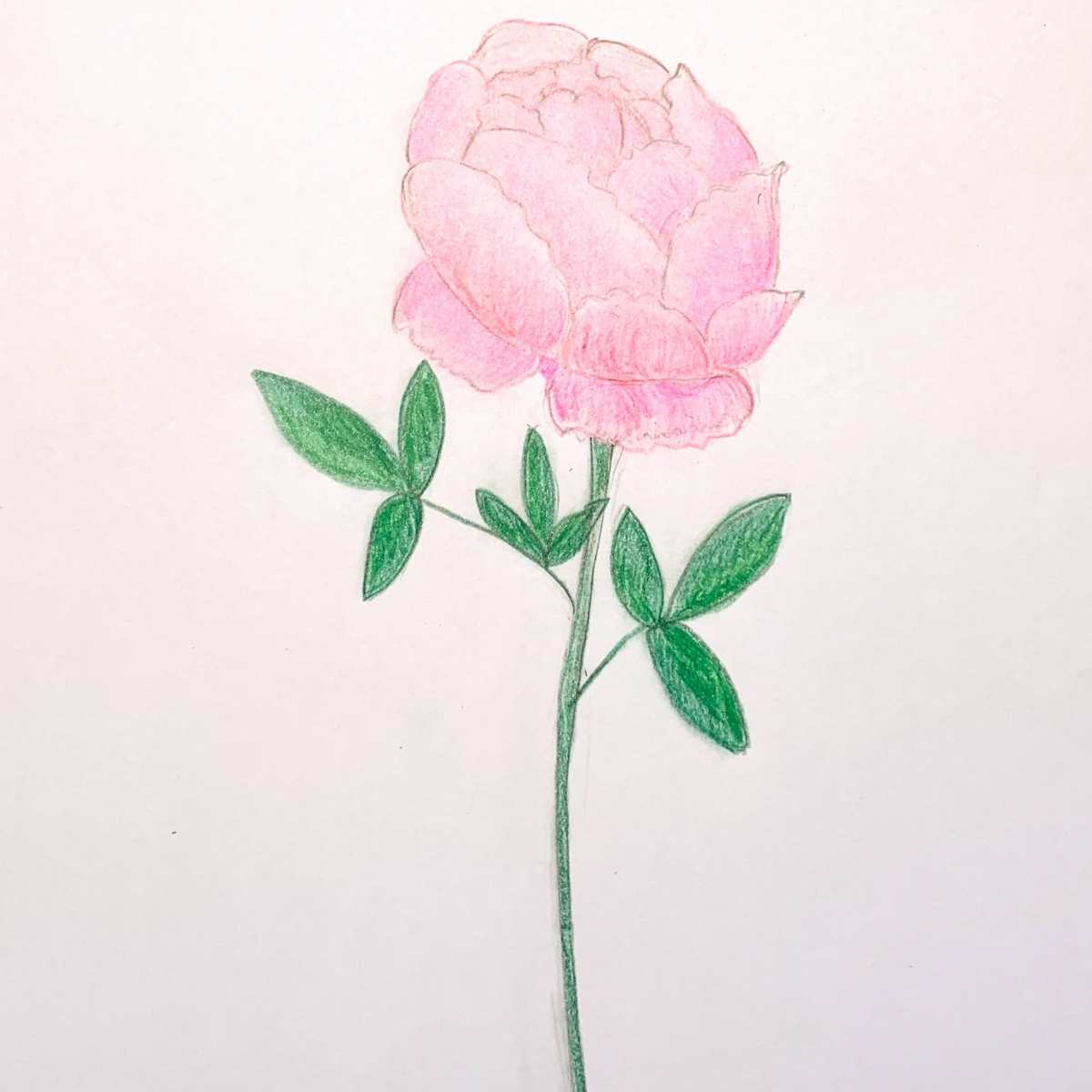 peony drawing