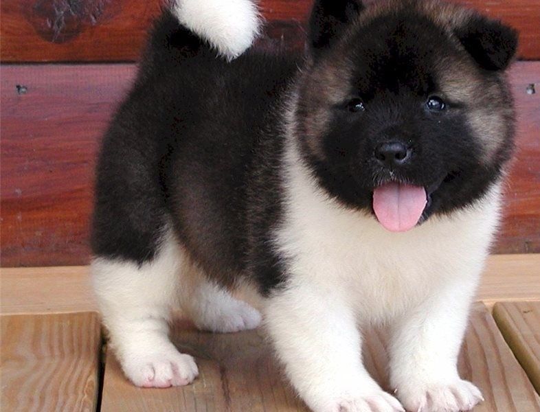 akita pups for sale