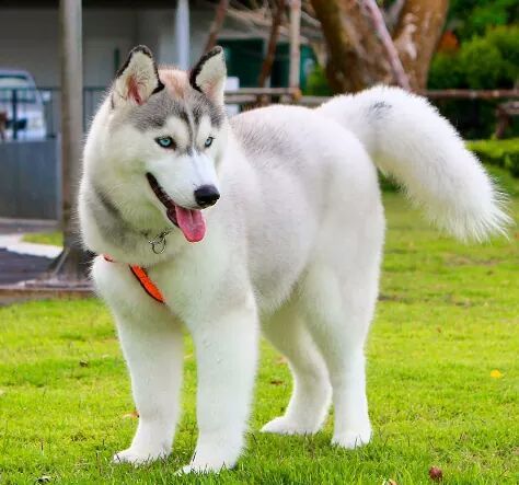 huskies peludos