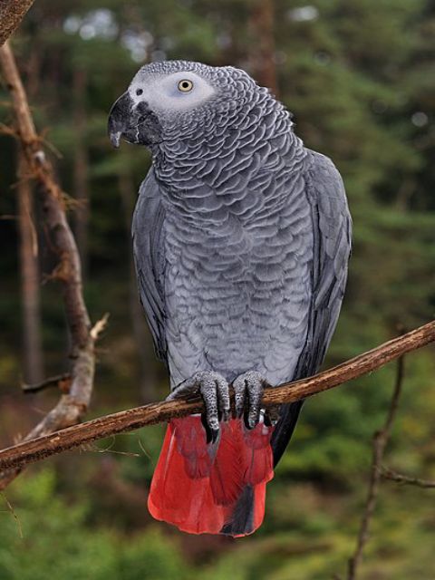 african gray bird price