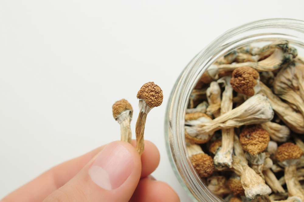 buying psychedelic mushrooms
