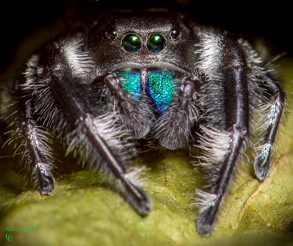 jumping spiders for sale