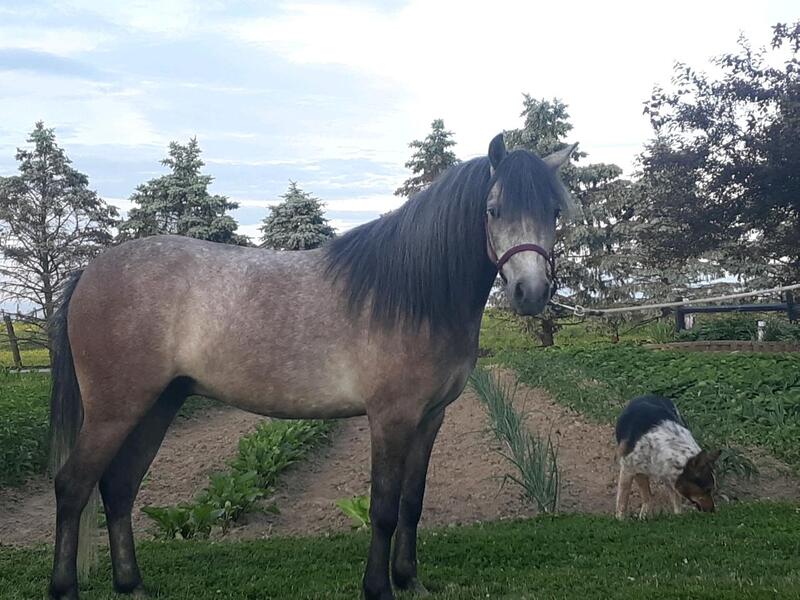 ponies for sale in ohio