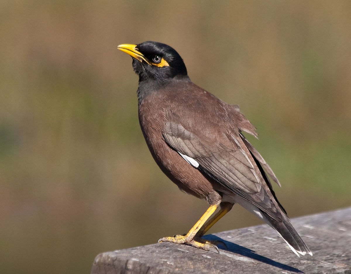 picture of mynah bird