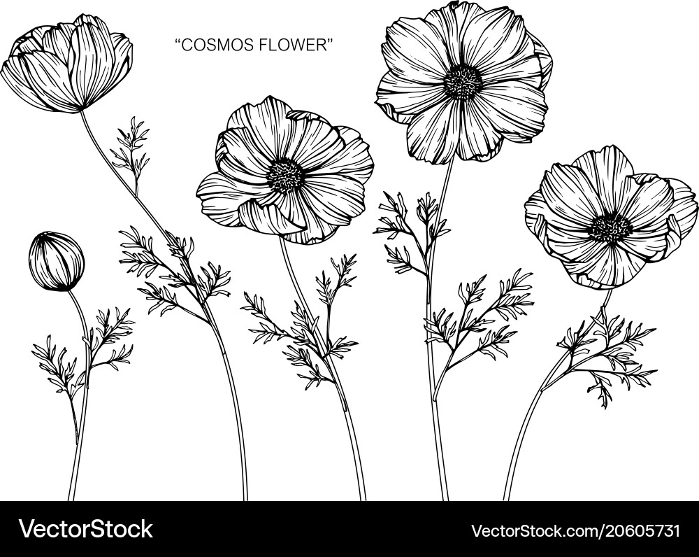 cosmos flower sketch