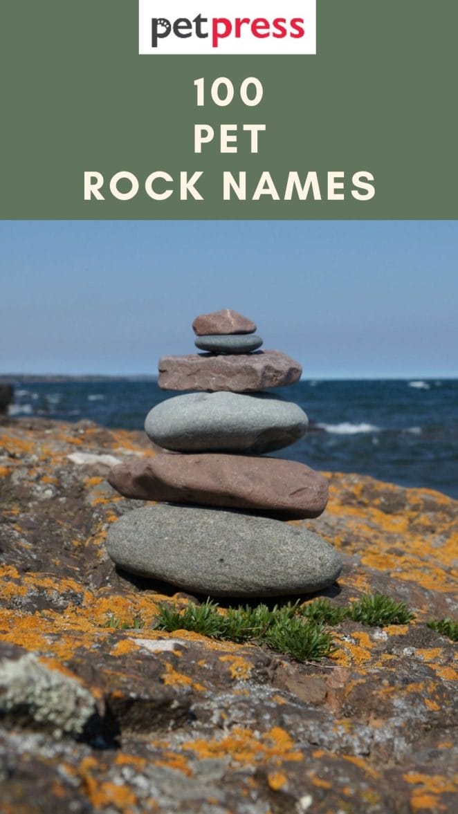 pet rock names generator