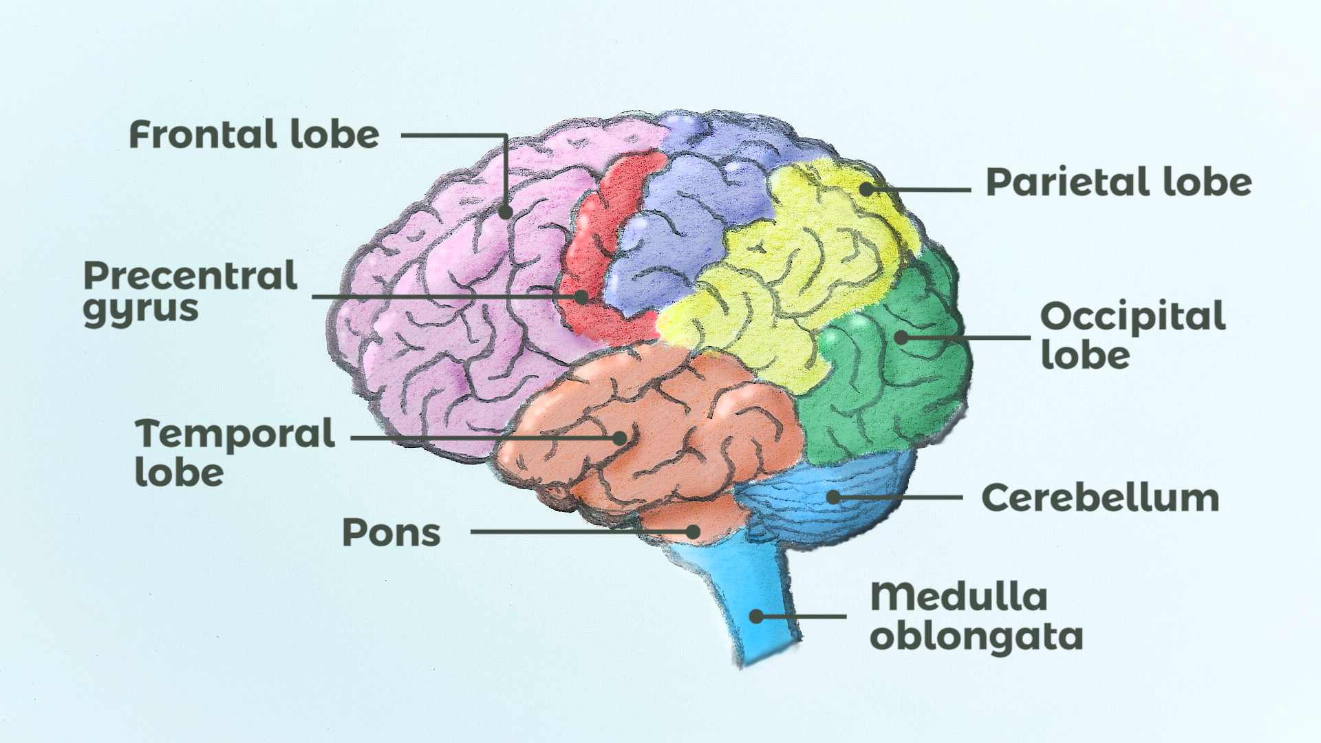 partes del cerebro para colorear