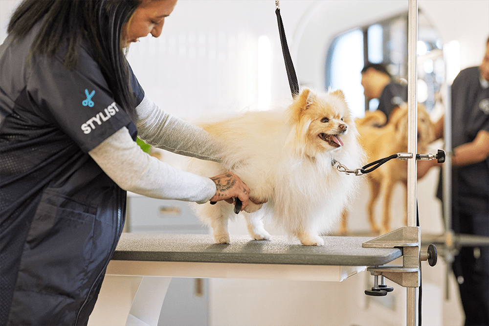 petco grooming salon