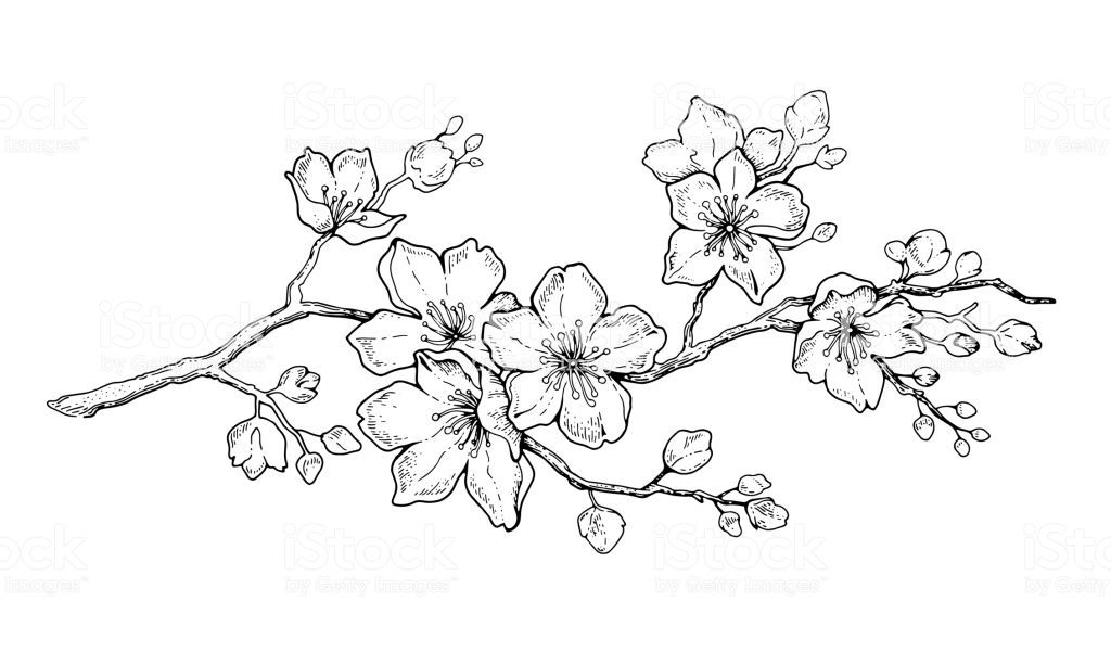 drawings of cherry blossom