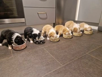 border collie puppies for sale york