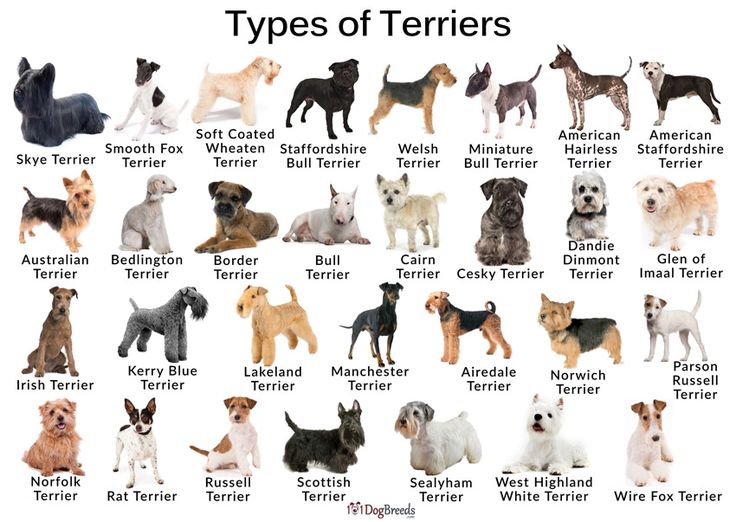 pictures of terrier breeds