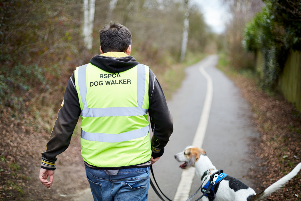 rspca volunteering