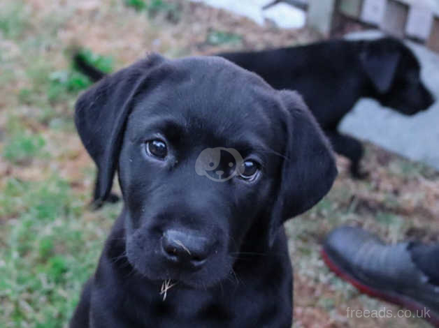 labrador puppies for sale in uk