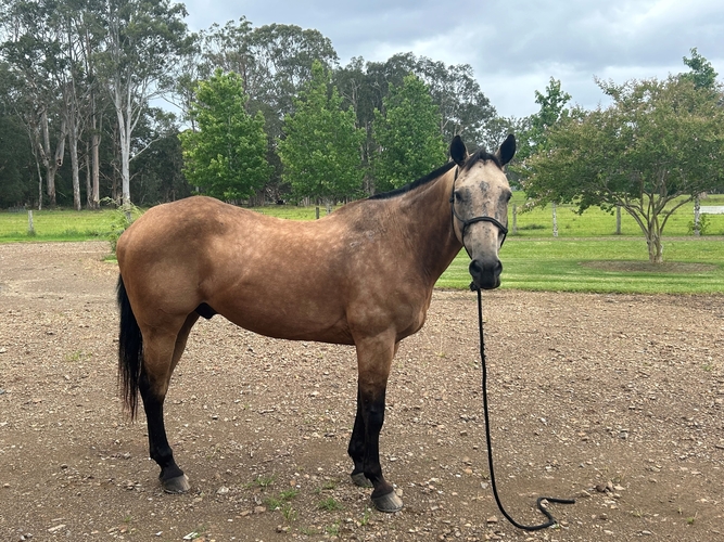 quarter horse for sale nsw