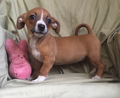 chihuahua and weiner dog