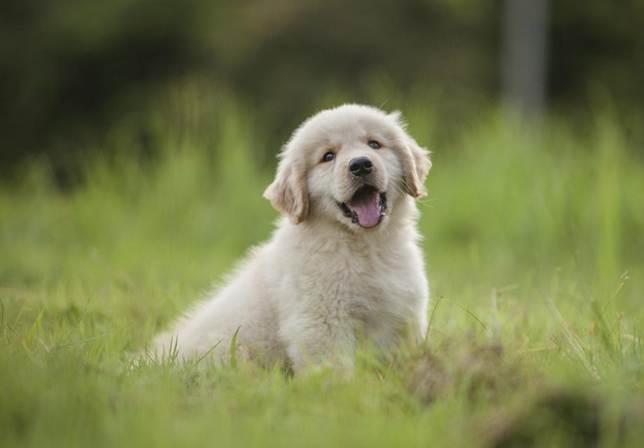 golden retriever pup for sale