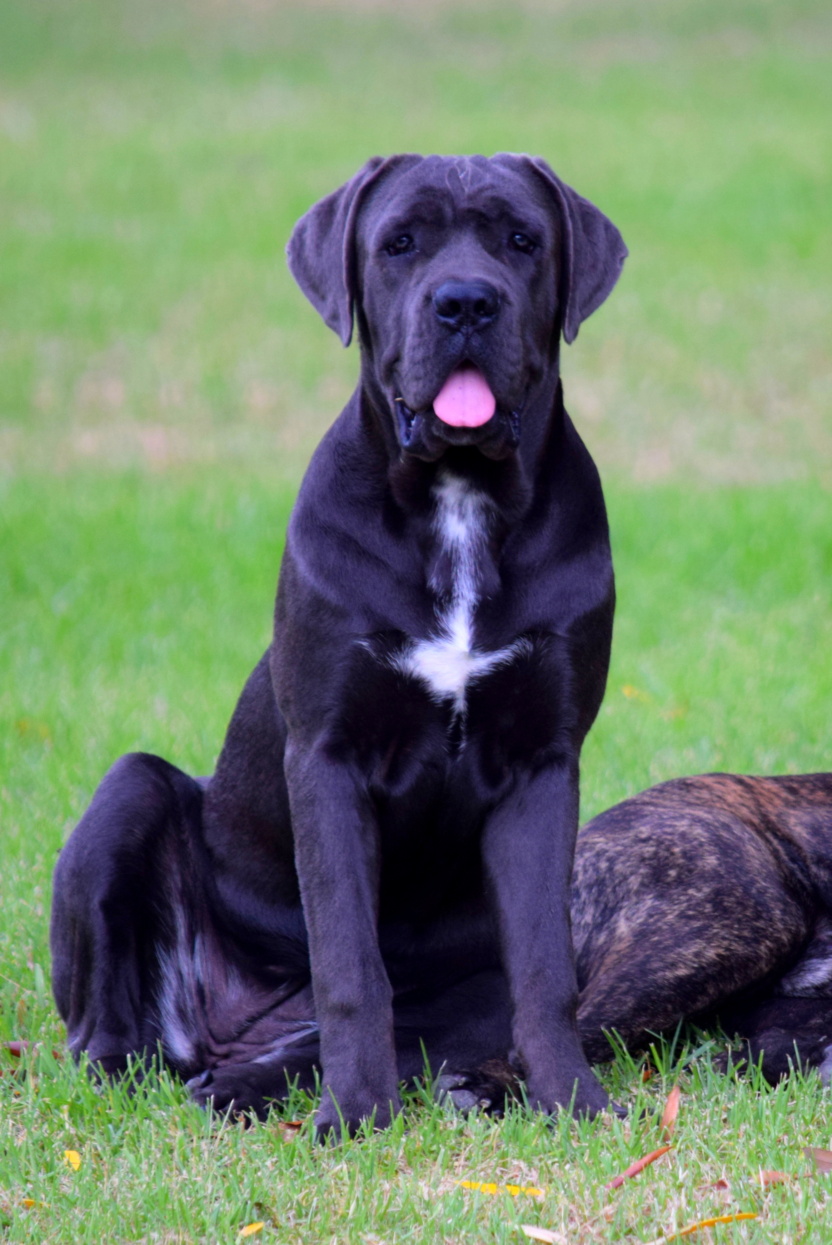 cane corso puppies for sale nsw
