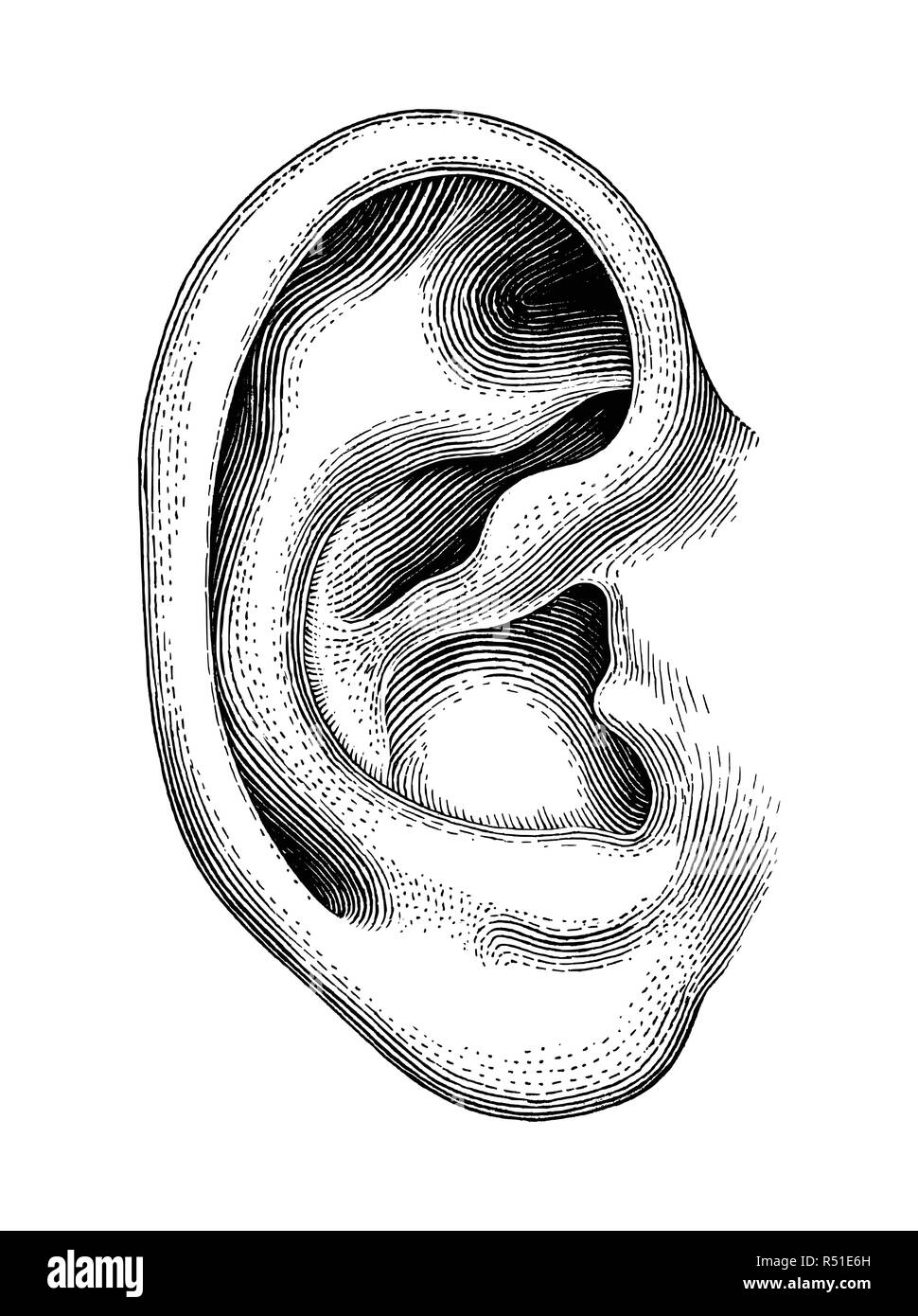 ear images clip art