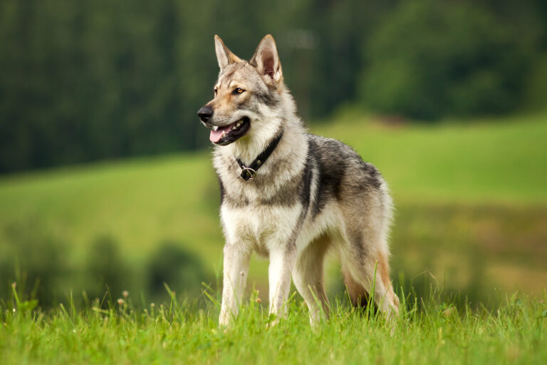 czech wolfdog uk