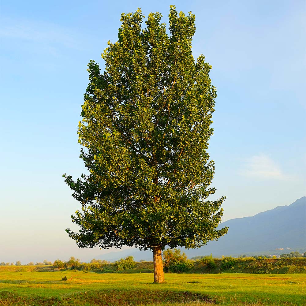 superior hybrid poplar tree