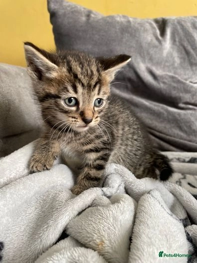 tabby kittens for sale