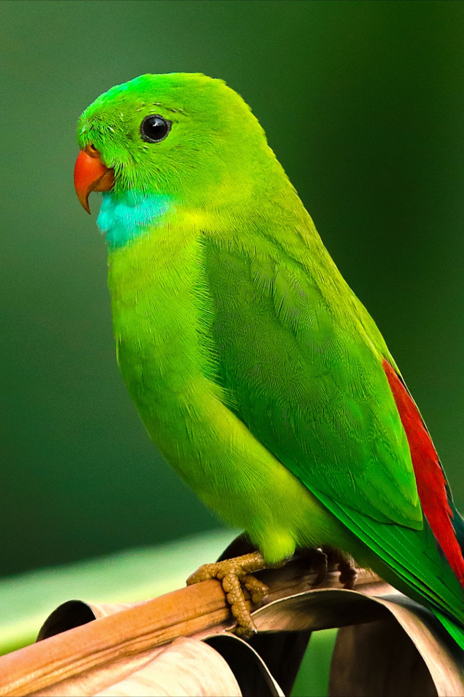 cute parrot images