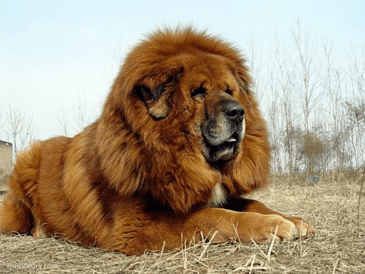 tibetan mastiff dog cost