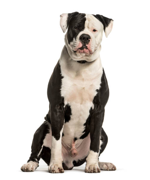 pictures of american bulldogs