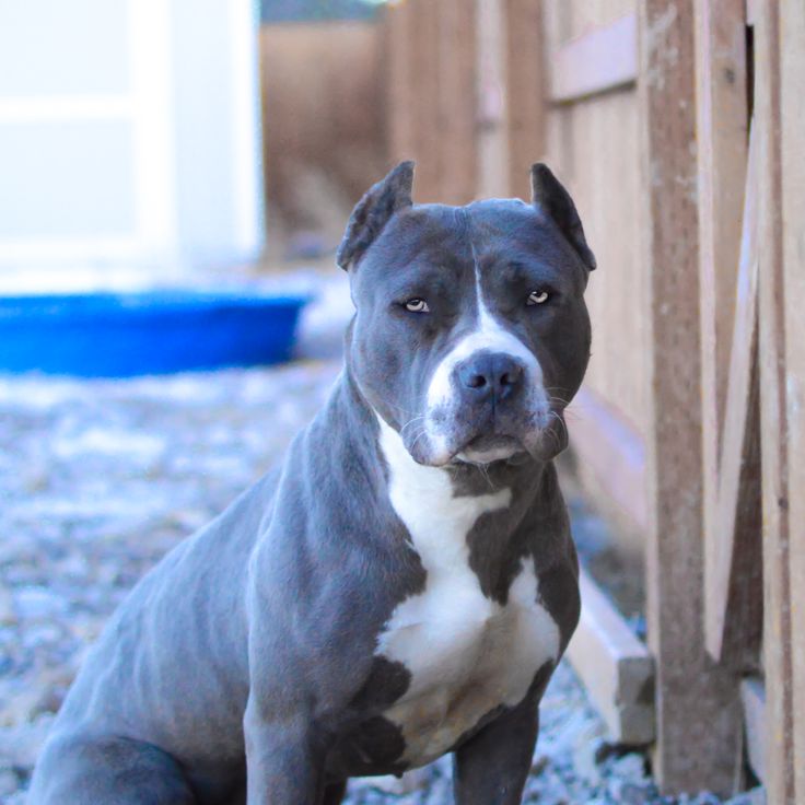 blue blue nose pitbull