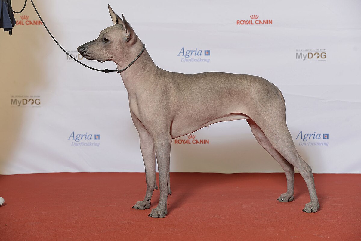 hairless xolo