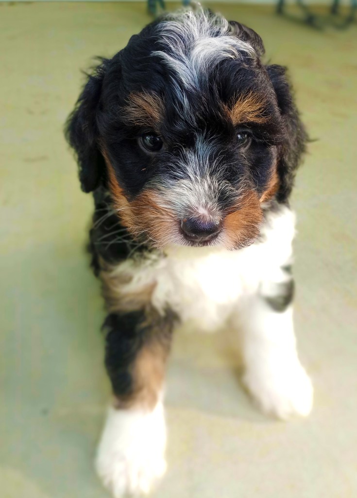 bernedoodle puppies for sale in michigan