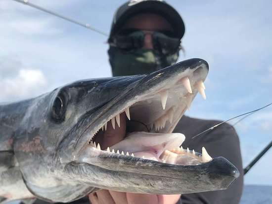 barracuda teeth pictures