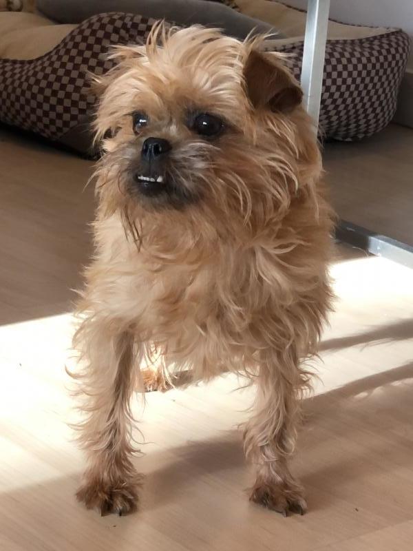 brussels griffon rescue uk