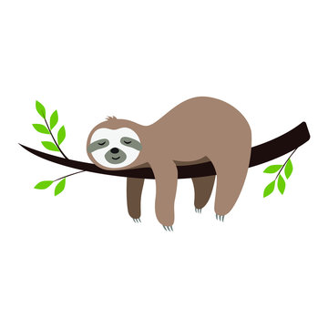 sloth images cartoon