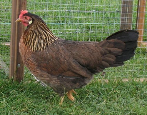 brown leghorn hen