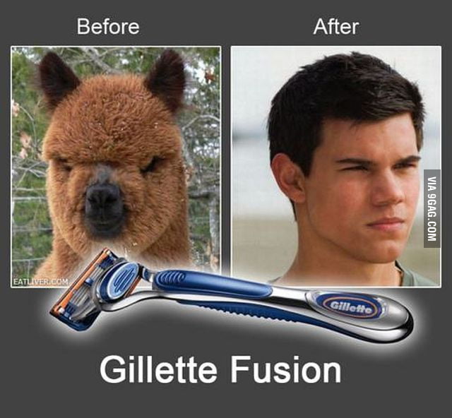 taylor lautner alpaca