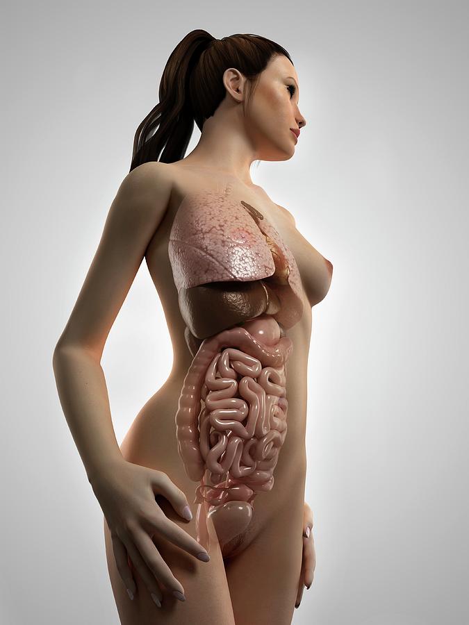 female anatomy photos