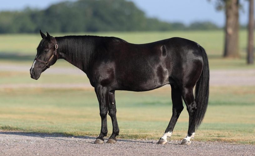 black quarter horse